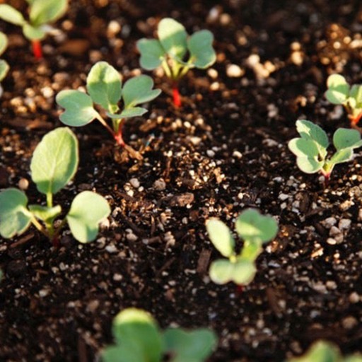 Садоводческий перлитовый кондиционер для посева почвы Agroperlit Rooter 20л