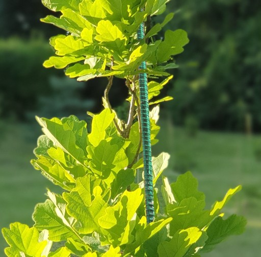 Zielone Tyczki do Pomidorów Kompozytowe Ekologiczne 10mm 180 cm Podpora EKO