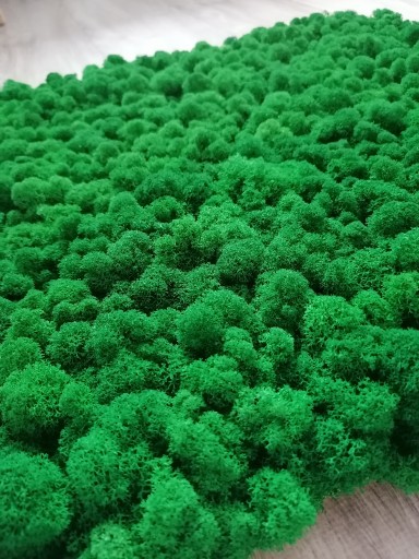 Настенное панно из мха ПРЕМИУМ, 50х50 см