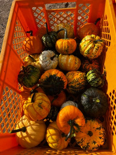 Декоративная тыква HALLOWEEN FRESH