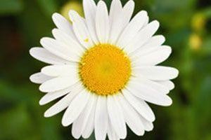 Гидролат РИМСКОЙ РОМАШКИ Organic 100мл