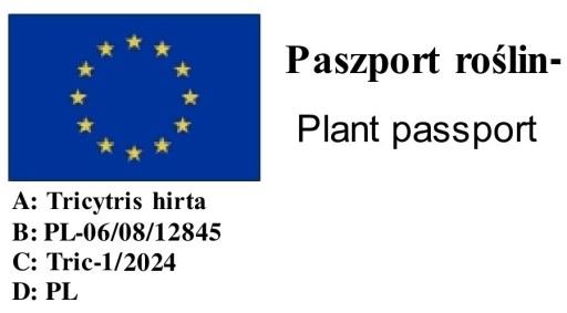 ФИОЛЕТОВЫЙ ТРЕХЛИСТНИК ОРХИДЕЯ РОПУША С ПЯТНАМИ КРАСИВЫЕ САЖЕНЦЫ ПРОИЗВОДИТЕЛЬ