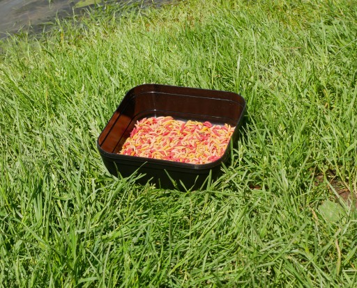 PUDEŁKO DO NAMACZANIA PELLETU 17X17X6 CM POJEMNIK NA PRZYNĘTY 2W1