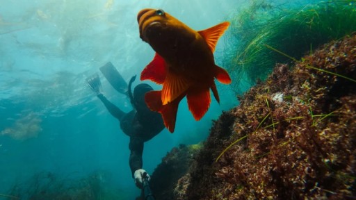 Удлинитель GoPro + водонепроницаемый пульт дистанционного управления затвором Hero12