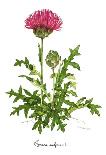Karczoch suszony Cynara scolymus 1000 g certyfikat
