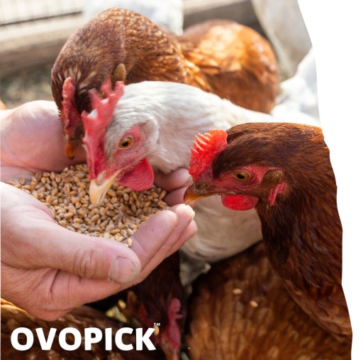 ОВОПИК 10 кг + БЕСПЛАТНО морские ракушки для кур-несушек