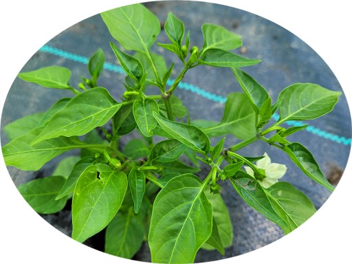 Carolina Reaper СМЕСЬ ЦВЕТОВ - НАБОР ДЛЯ ВЫРАЩИВАНИЯ XXL