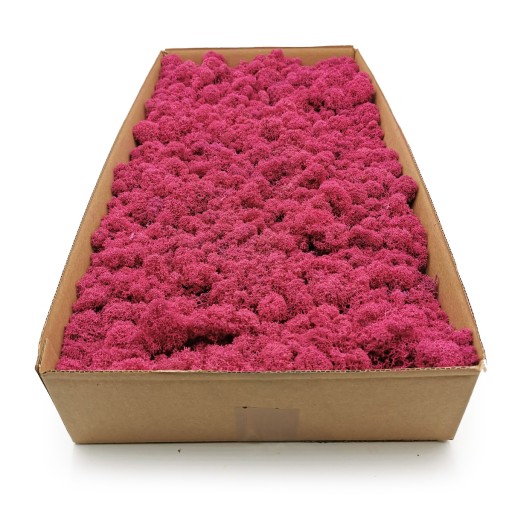 Mech chrobotek fiński 500g