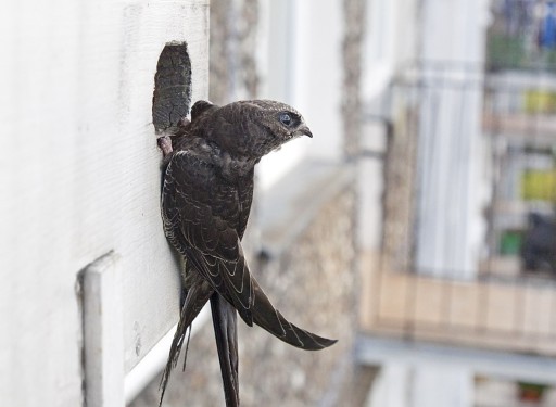 NEST BOX HOTEL BIRD HOUSE SWIFT SZPAK ECO вход сердце 5