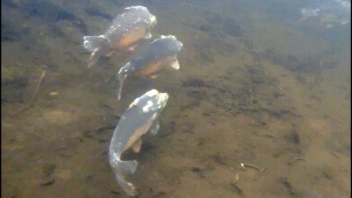 10 КГ МЕЛ ДЛЯ ПРУДА И ВОДЫ Прудовая рыба, карбонат извести