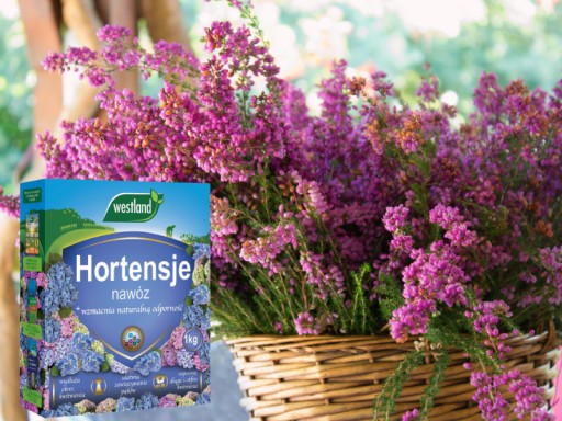 NAWÓZ DO HORTENSJI rododendronów wrzosów OBFITE KWITNIENIE 1KG WESTLAND