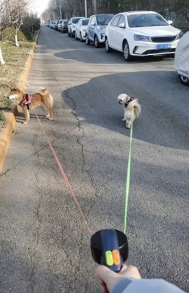 Двойной ПОВОДОК для двух собак 3м Автоматический DOG