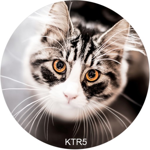 Рождественский обрезок для торта «Кот, котик, кошка» — сахарная печать, круглый, 20 см, на день рождения
