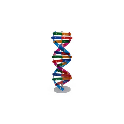 ПОДАРОК ​​НА ДЕНЬ РОЖДЕНИЯ КВАРТИРА МОДЕЛЬ DOUBLE HELIX DNA