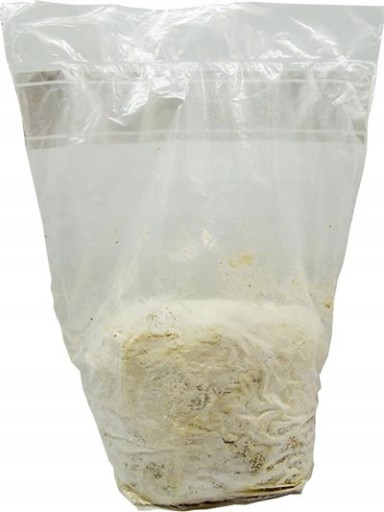 Shiitake – PŁYNNA GRZYBNIA 10ml