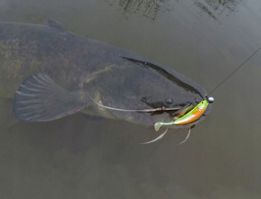 KILLER для щуки DAM Effzett FZ STRIKE SHAD 11 см / 11 г / Golden Shiner