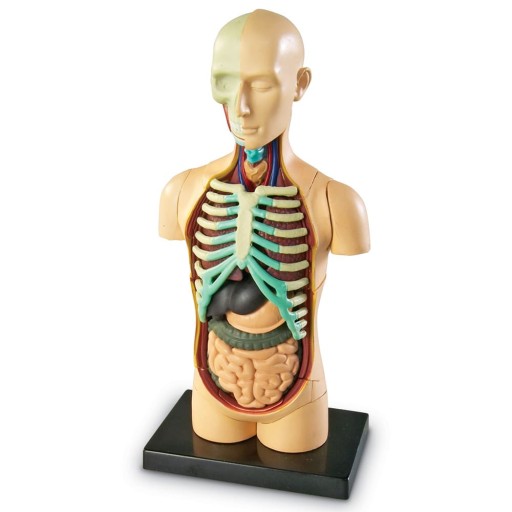 Tułów człowieka model anatomiczny ludzkie ciało Learning Resources