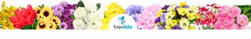 GĄBKA FLORYSTYCZNA MOKRA CIOTOLA MINI Z PODSTAWKĄ