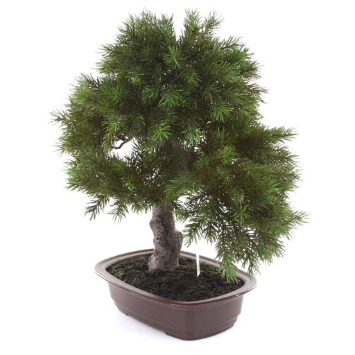 искусственная хвойная сосна BONSAI Pinia 48 см