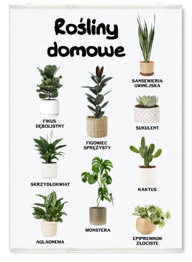 Plakat na ścianę rośliny domowe doniczkowe 50x70