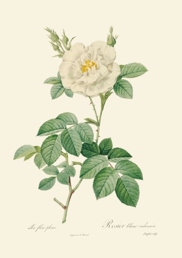 Гравюры уникальные розы, 1817 г., А4, 14 рисунков.