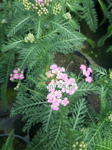 Тысячелистник обыкновенный 'Little Suzie' - Achillea millefolium 'Little Suzie'