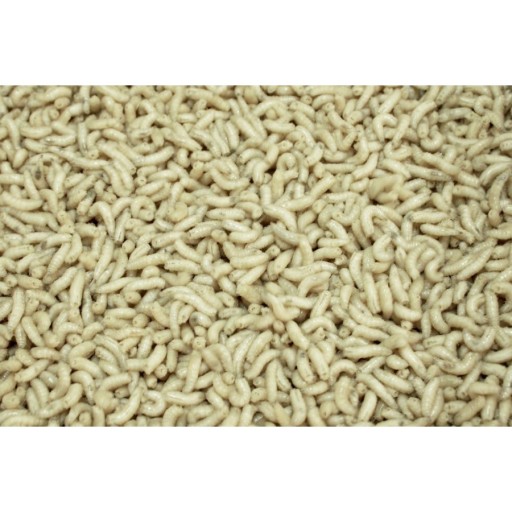 Живая прикормка POLISH WHITE WORM 1л
