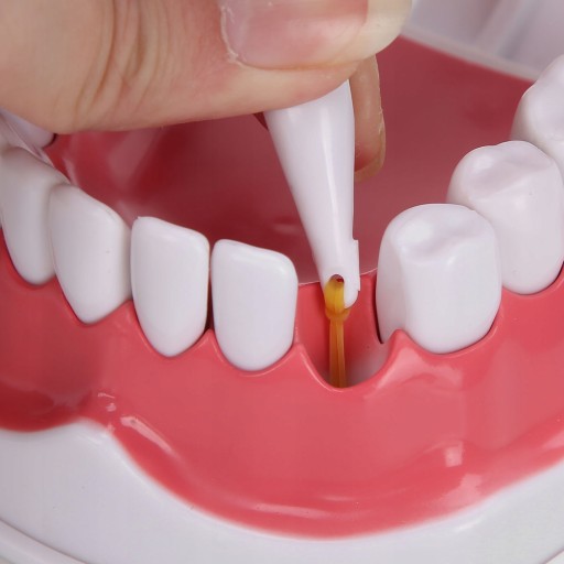 ДЕНТАЛЬНАЯ МОДЕЛЬ MAXILLA DENTAL