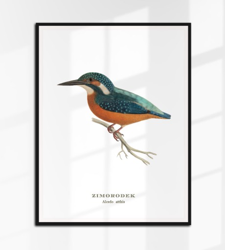 ZIMORODEK ptaki Polski grafika ze starego atlasu ptaków 21x30 (A4)