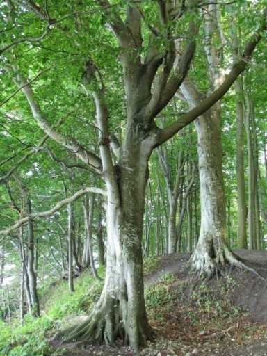 Бук Fagus Sylvatica обыкновенный