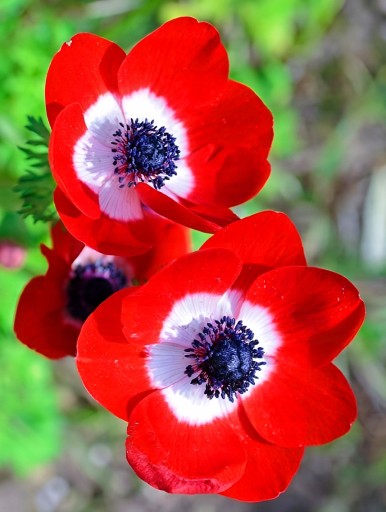 Луковицы ANEMONE HOLLAND ANEMONE RED 10 шт + БЕСПЛАТНО.