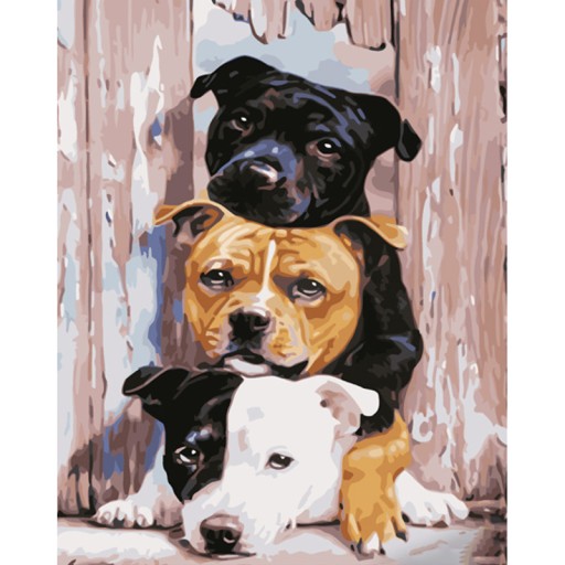 MALOWANIE PO NUMERACH obraz na prezent, Pieski Pitbull 40x50 na ramie
