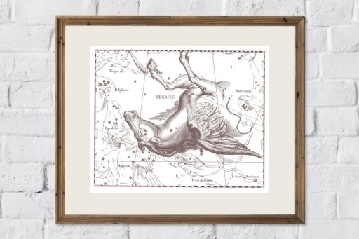 ZIMORODEK ptaki Polski grafika ze starego atlasu ptaków 21x30 (A4)
