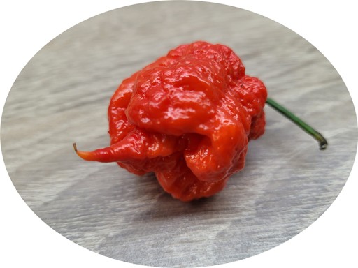 Carolina Reaper HP22B Красный — НАБОР ДЛЯ ВЫРАЩИВАНИЯ XXL