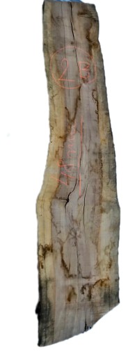 deska tarcica foszty JABŁOŃ suche 1540/350/48 nr.2