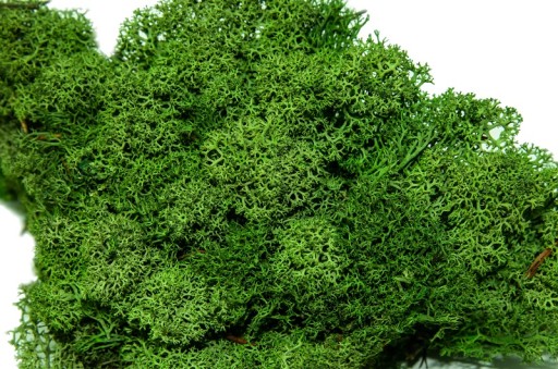 Мох Олений Хроботек для декора 500г