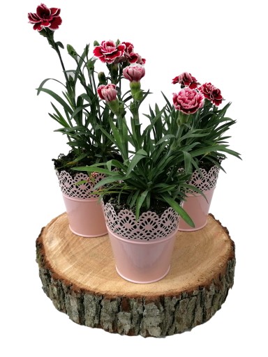 Plaster DĘBOWY dąb średnica 45 cm