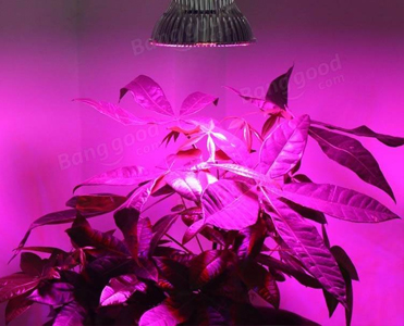 COB LED 50ВТ ПОЛНЫЙ СПЕКТР 60х40 230В + ПАСТА