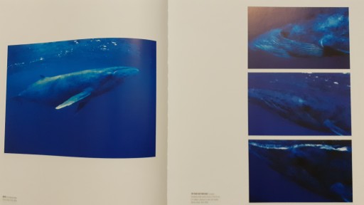 Deep Blue The extraordinary Kagii