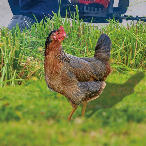Декоративные садовые вставки Outdoor Chicken Art