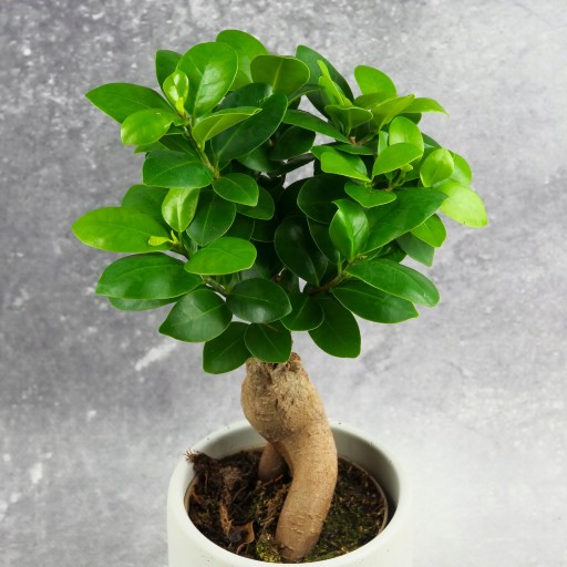 Бонсай Фикус Ficus Ginseng с пышной кроной ВЫСОТА. 30см D9см Толстый ствол