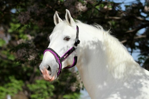 KANTAR MANMAT STABLE HALTER BRĄZOWY L