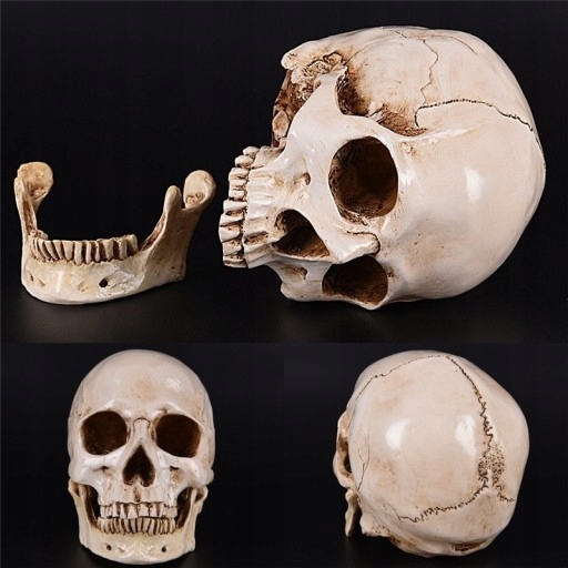 Реплика человеческого черепа Lifesize 1:1, смола