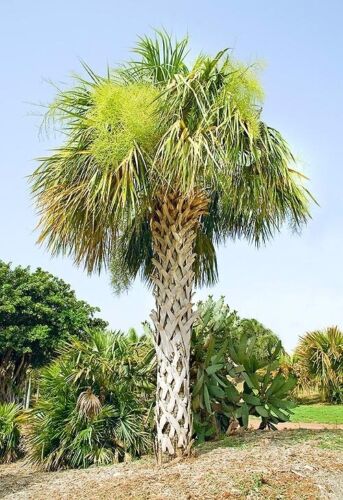 Семена пальмы Sabal Palmetto морозостойкие 50 шт.