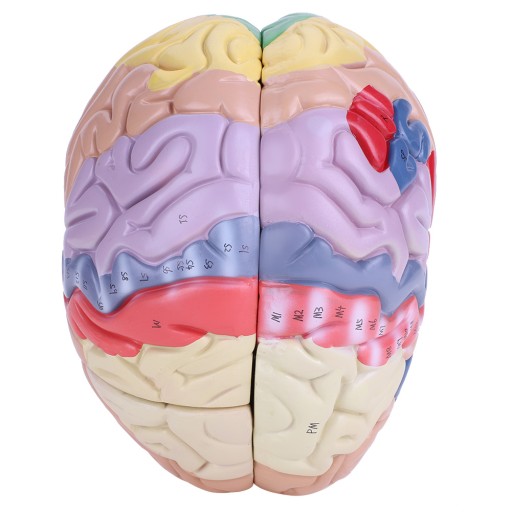 1:2 MÓZGU MODEL LUDZKIEGO ANATOMICZN
