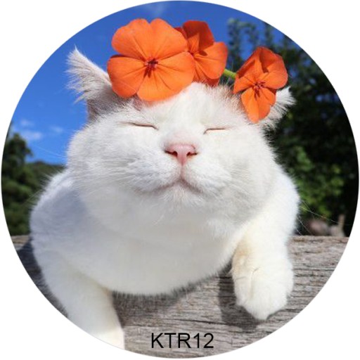 Рождественский обрезок для торта «Кот, котик, кошка» — сахарная печать, круглый, 20 см, на день рождения