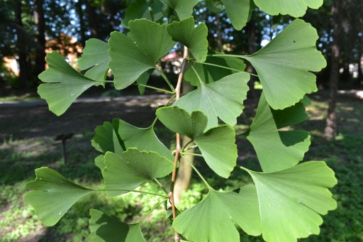 Miłorząb japoński Ginkgo biloba liść suszony 250 g
