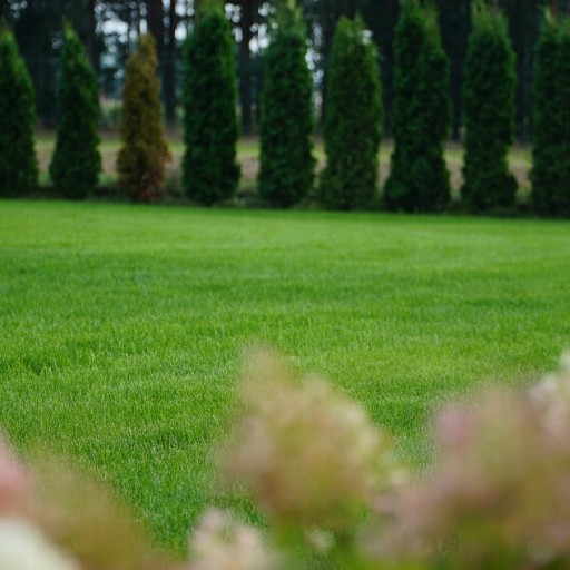Спортивная трава Barenbrug RPR LAWN, прочная, УСТОЙЧИВАЯ к НАСТУПАНИЮ, 2 кг