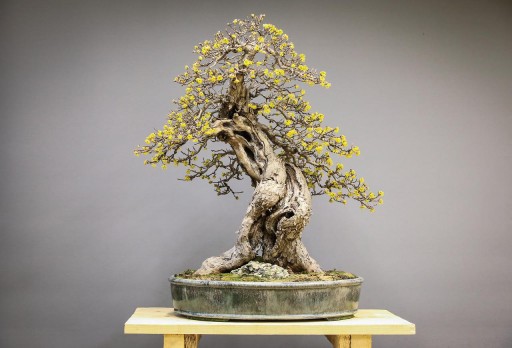 NASIONA BONSAI KOLEKCJA NASION Nr8 Zestaw 4 opakowań