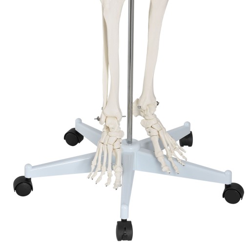 МОДЕЛЬ 501 SKELETON SKELETON 181,5 см FV В РАССРОЧКУ